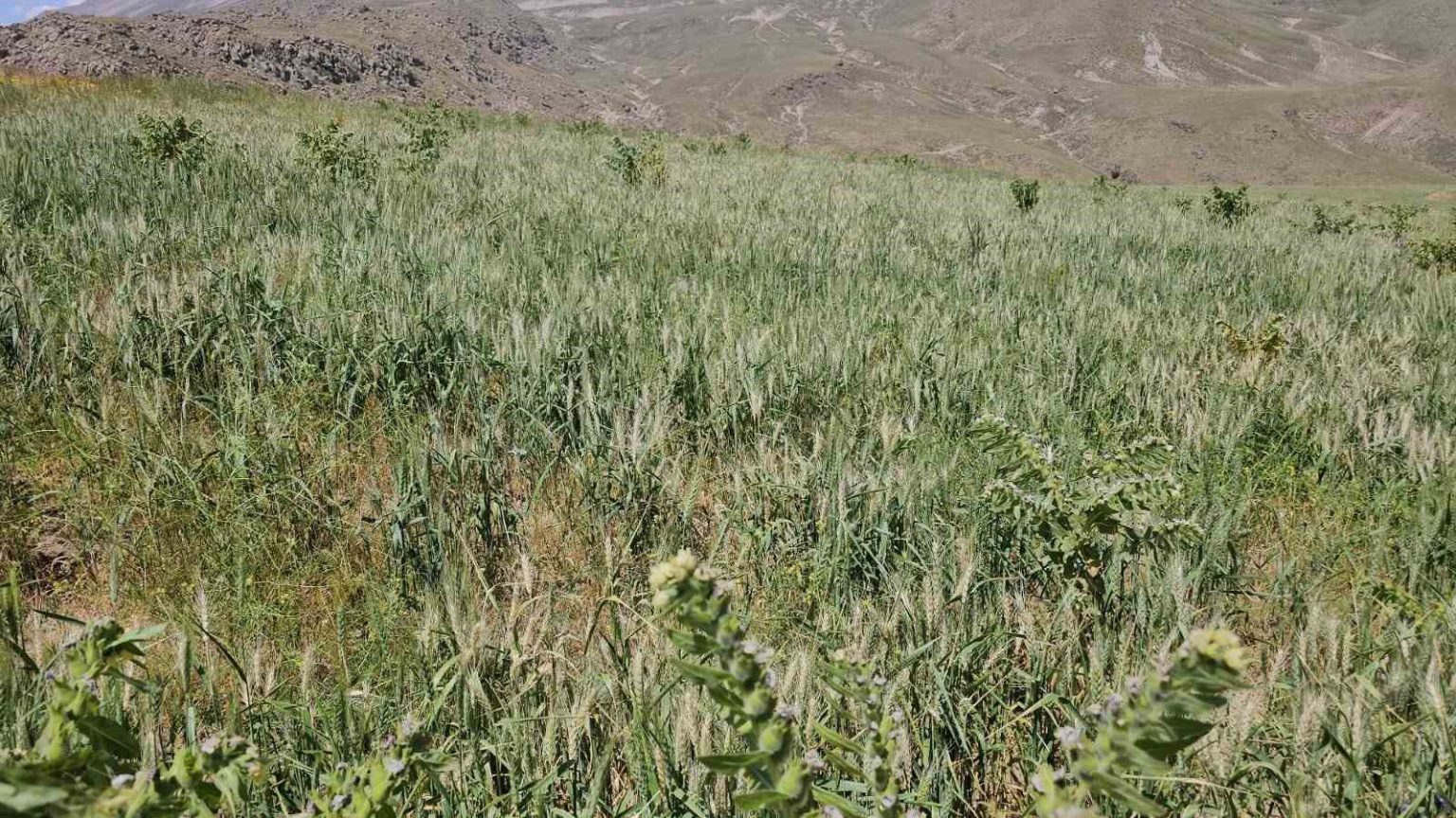 adilcevazda-asiri-soguktan-dolayi-bugday-basaklari-bos-kaldi