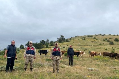 refahiyede-kaybolan-19-buyukbas-hayvan-giresun-il-sinirinda-bulundu