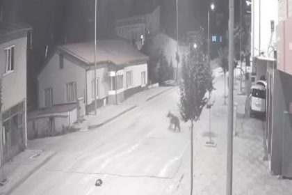 ayilar-ilceyi-mesken-tuttu-cadde-ve-sokaklarda-gorulmeye-basladi