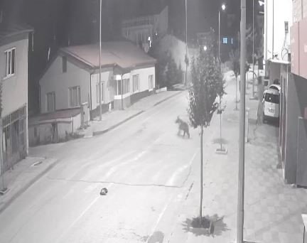 ayilar-ilceyi-mesken-tuttu-cadde-ve-sokaklarda-gorulmeye-basladi
