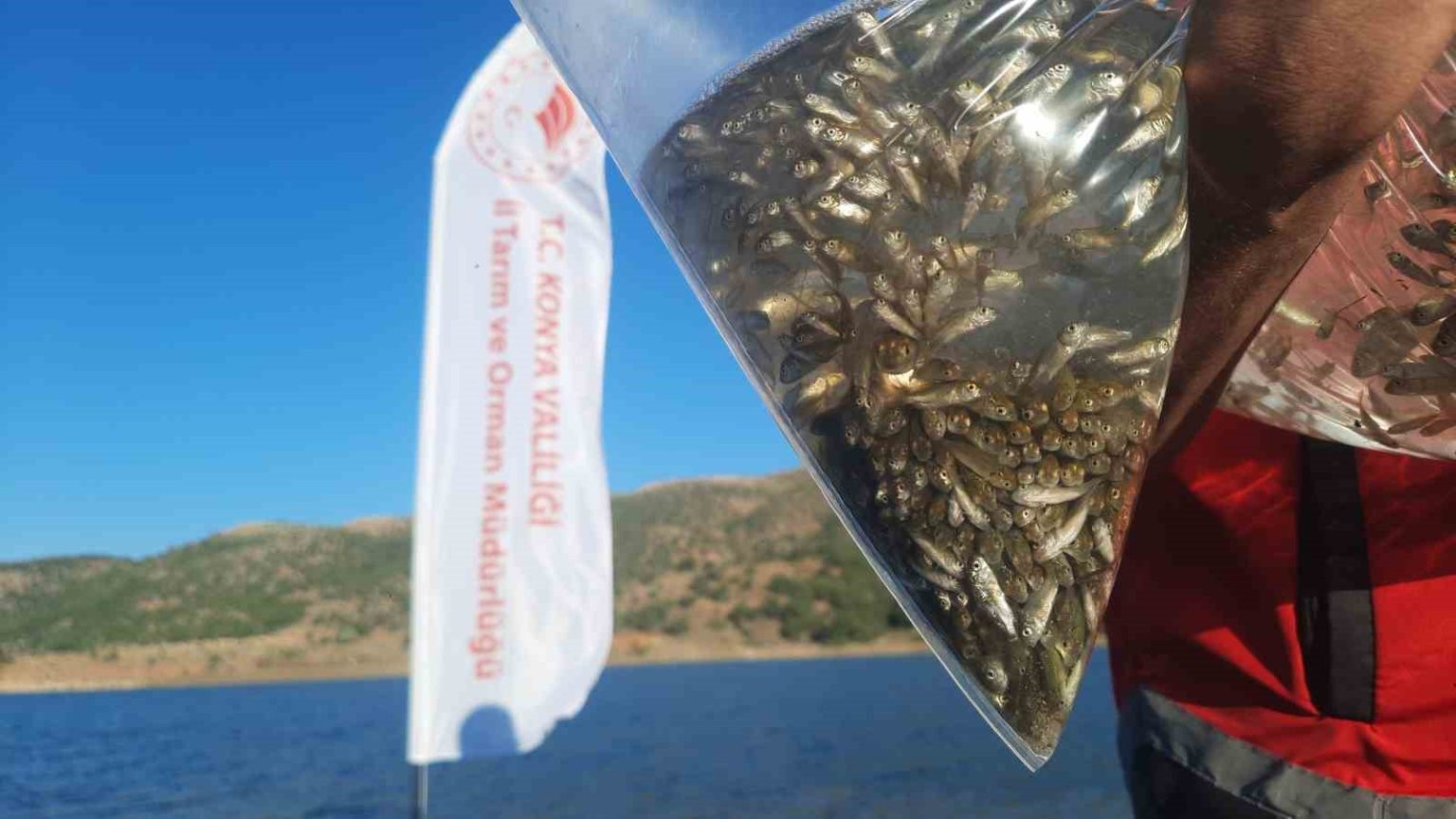 bozkirin-baraj-ve-goletleri-yavru-sazan-baliklari-ile-bulustu