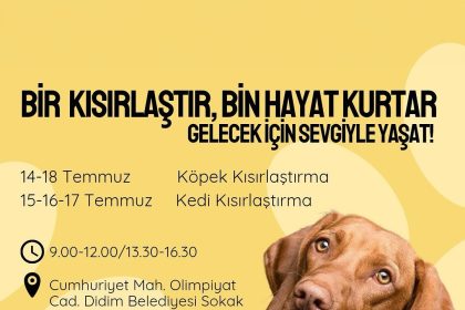 didim-belediyesinden-sokak-hayvanlarina-ucretsiz-kisirlastirma-hizmeti