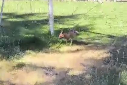 futbol-kalesi-filesine-sikisan-tilki-ekipler-tarafindan-kurtarildi