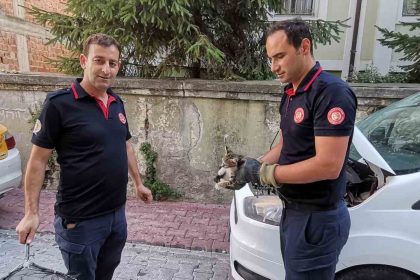 itfaiye-ekiplerinden-yavru-kedi-kurtarma-operasyonu