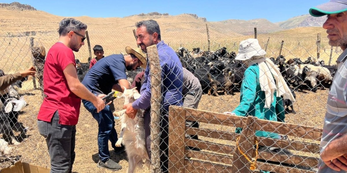 sirnakta-kucukbas-hayvanlarin-kupe-ve-asilari-yapildi