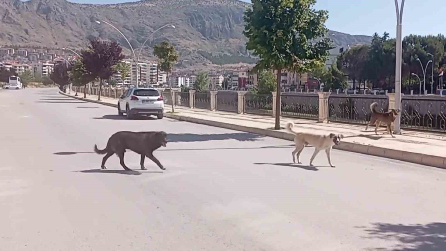 amasya-sokaklarinda-halki-korkutan-kopek-cetesi