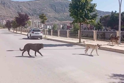 amasya-sokaklarinda-halki-korkutan-kopek-cetesi