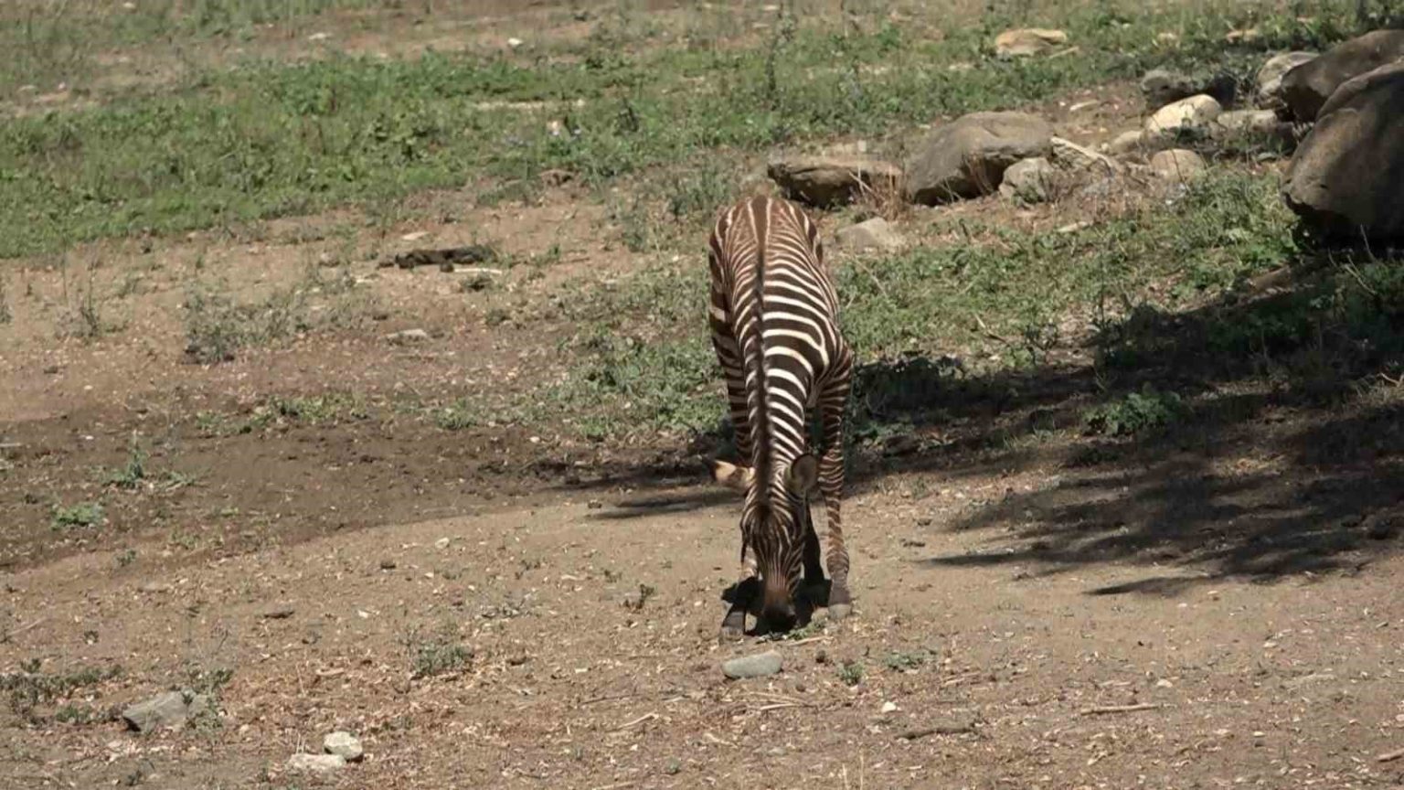 bursa-hayvanat-bahcesinde-zebra-ailesi-genisliyor