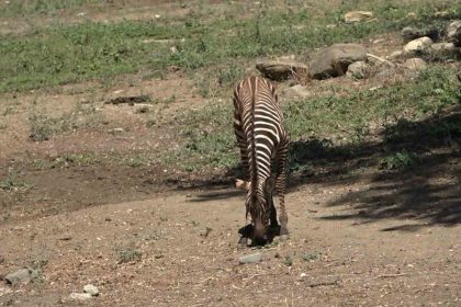 bursa-hayvanat-bahcesinde-zebra-ailesi-genisliyor