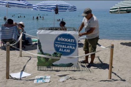 kusadasinda-ilk-caretta-caretta-yuvasi-belirlendi