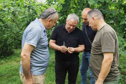 trabzonda-2025-fndik-rekoltesi-icin-cotanak-sayimi-basladi