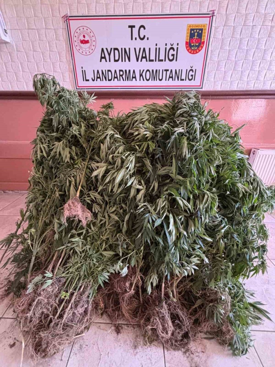 aydinda-uyusturucu-operasyonu-14-supheli-yakalandi