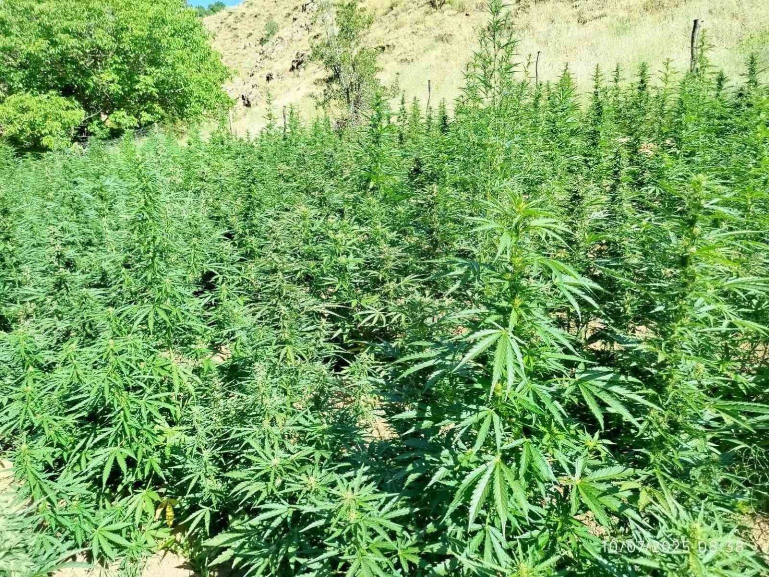 bingolde-bin-400-kok-kenevir-bitkisi-ele-gecirildi