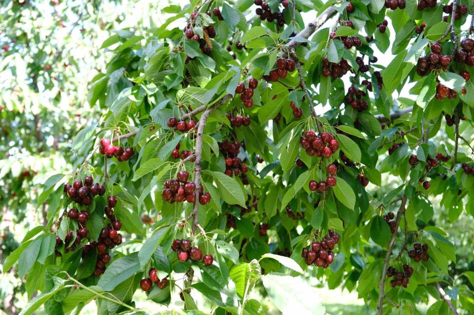 kirazi-zirai-don-vurdu-rekolte-dustu