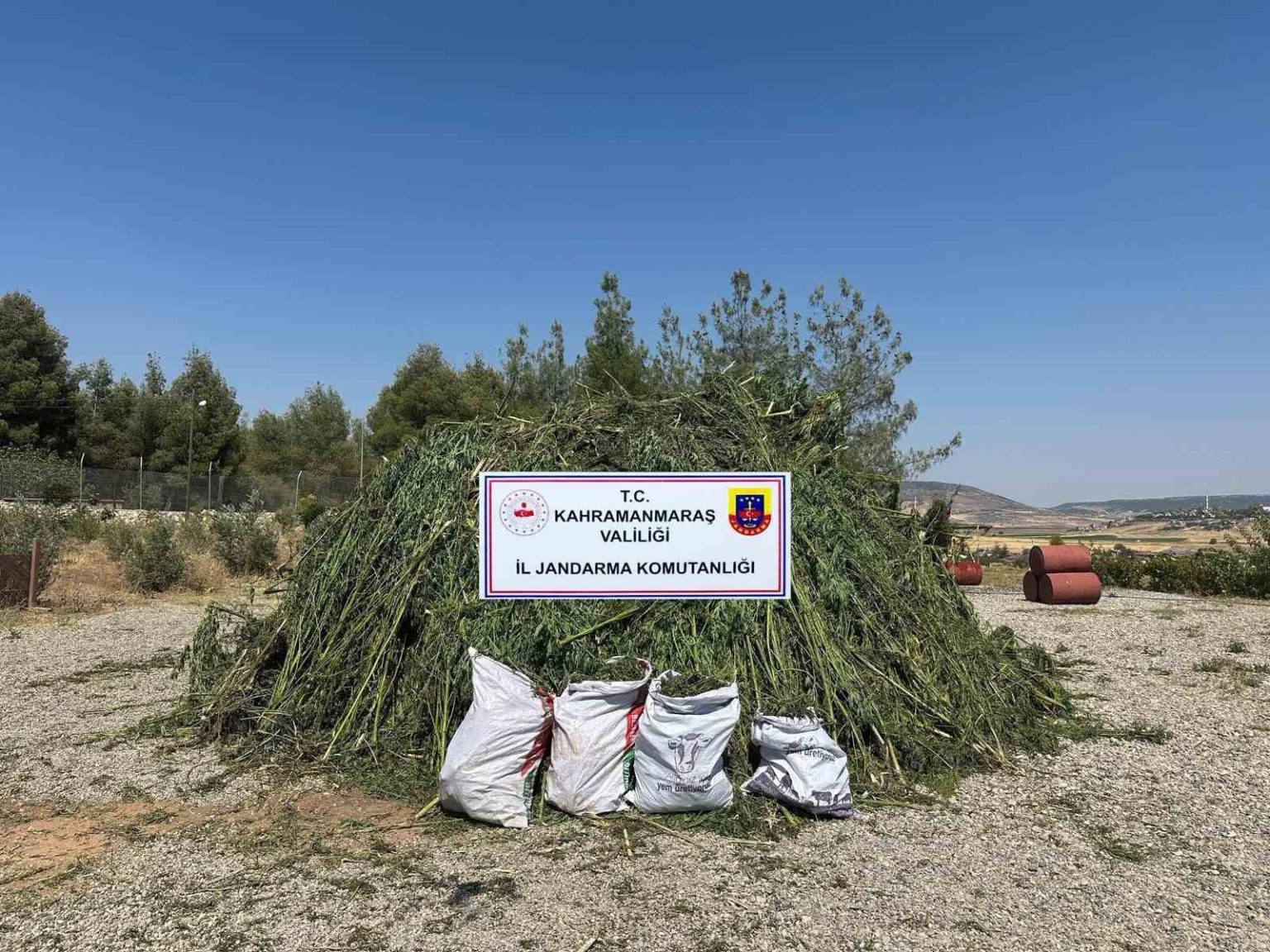 misir-tarlasinda-ele-gecirilen-45-bin-kok-kenevire-4-tutuklama