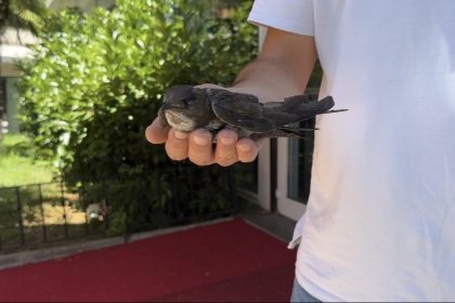 sislide-yarali-ebabil-kusuna-vatandaslar-sahip-cikti