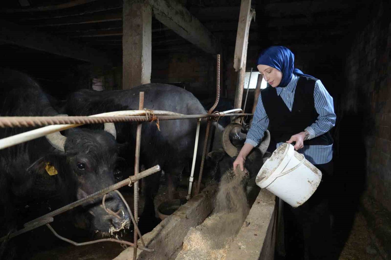 ticari-sut-isletmelerince-999-bin-348-ton-inek-sutu-toplandi