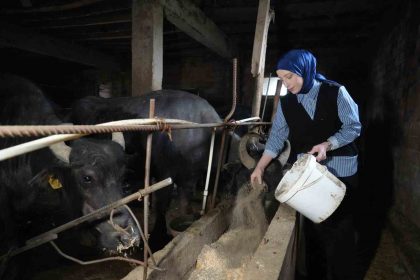 ticari-sut-isletmelerince-999-bin-348-ton-inek-sutu-toplandi