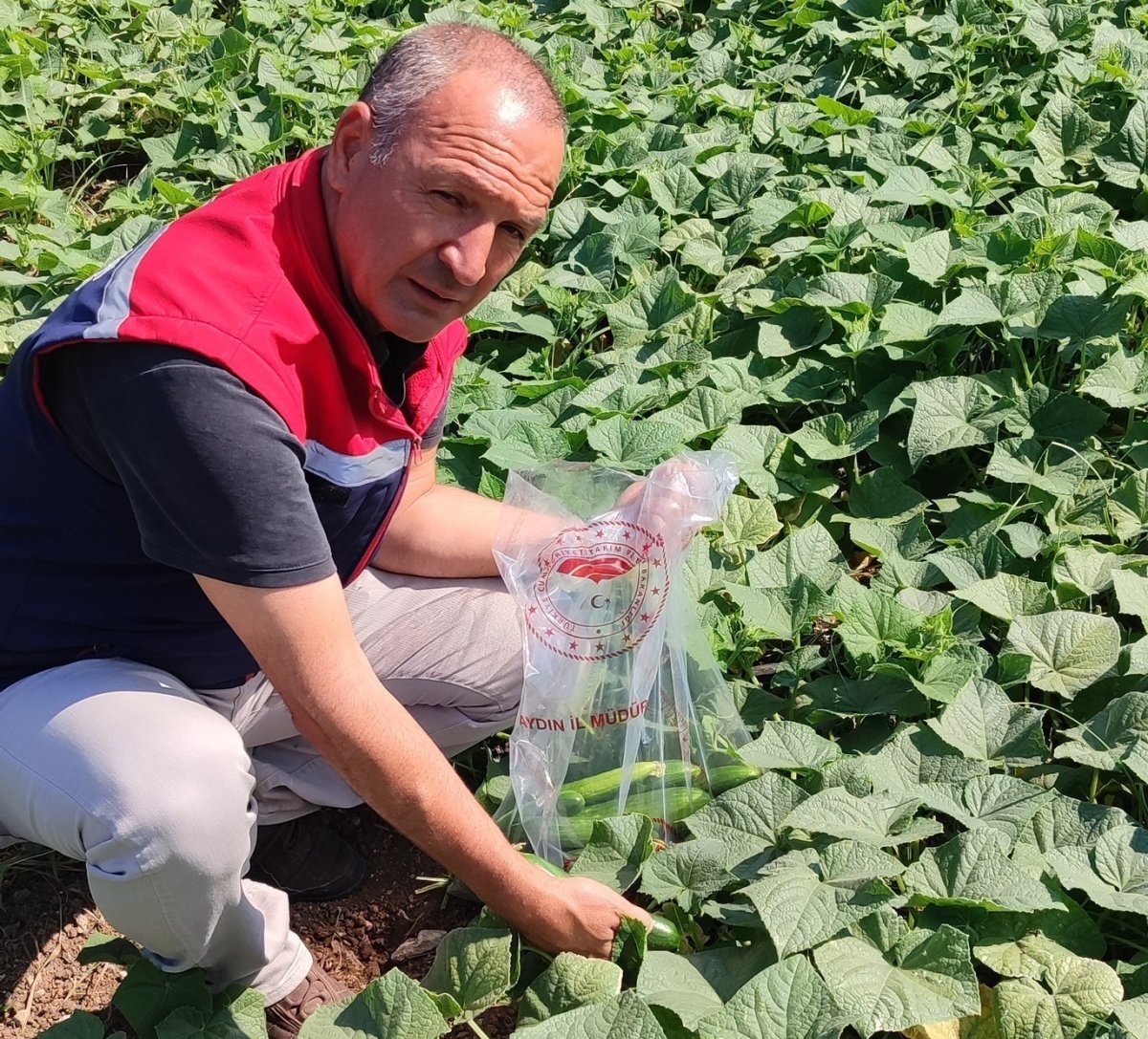 hasat-oncesi-salatalik-pestisit-kontrolu-yapildi