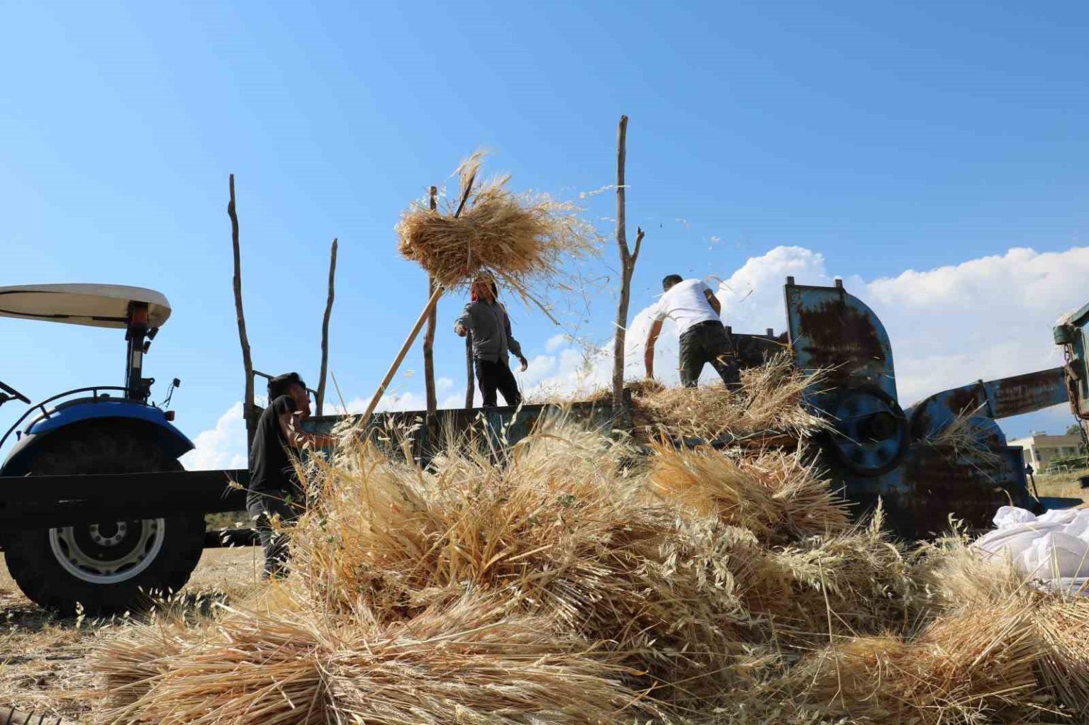 tercanda-hububat-tarlalarinda-hasat-basladi