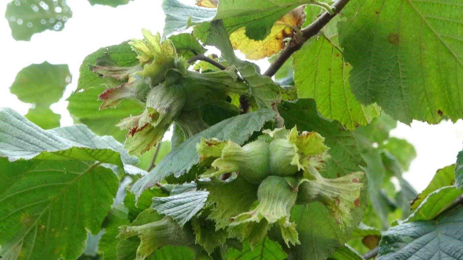 findikta-erken-hasat-yapilmamasi-uyarisi