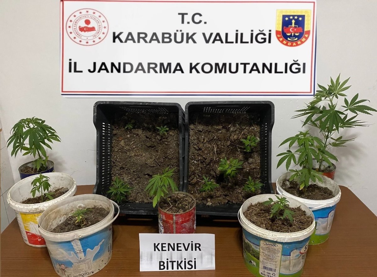 karabukte-iki-evde-14-kok-kenevir-ele-gecirildi