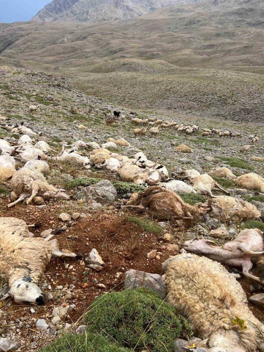 tuncelide-yildirim-isabet-eden-200-koyun-telef-oldu
