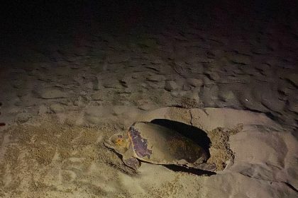 ekodosdtan-caretta-caretta-uyarisi