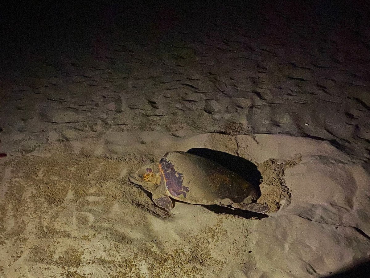 ekodosdtan-caretta-caretta-uyarisi