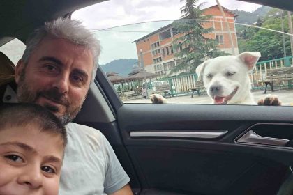 esnafin-pesinden-ayrilmayan-pitbull-gorunumlu-kopek-sosyal-medyada-gundem-oldu