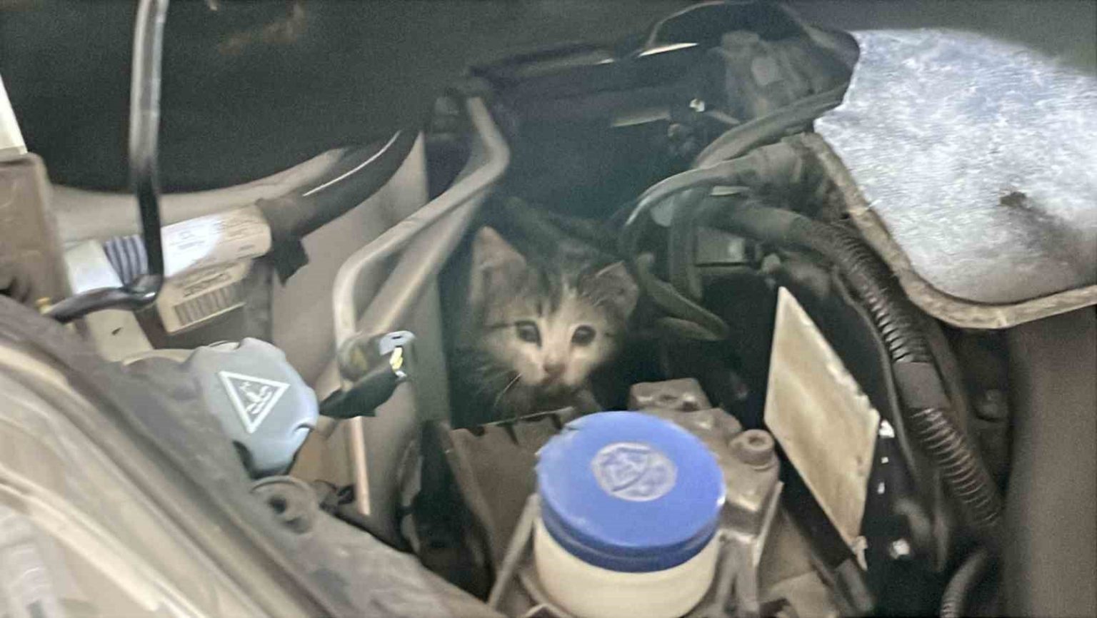 itfaiye-istasyonuna-giderek-yardim-istedi-aracinin-motor-kismindan-kedi-cikti