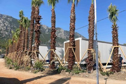 mentese-belediyesi-akbukte-11-tiny-houseu-muhurledi