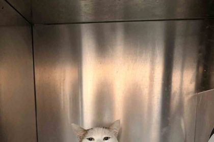 omuriliginden-havali-tufekle-vurulan-kedi-tedavi-altina-alindi