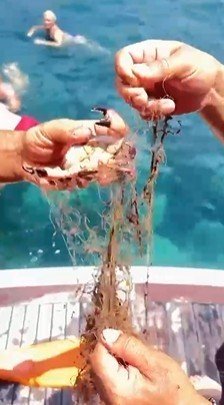 alanyada-aga-takilan-yengecler-kurtarildi
