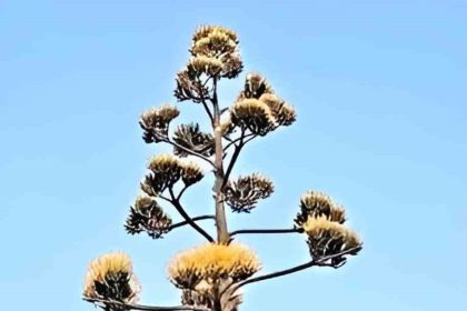 dikilide-30-yillik-agave-cicek-acti