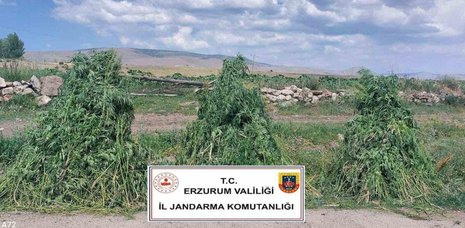 erzurumda-401-bin-676-kok-kenevir-imha-edildi