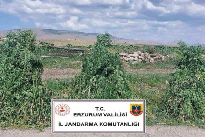 erzurumda-401-bin-676-kok-kenevir-imha-edildi