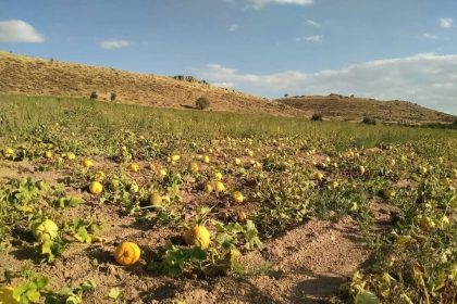 kabak-ureticileri-yagis-olmadigi-icin-dertli