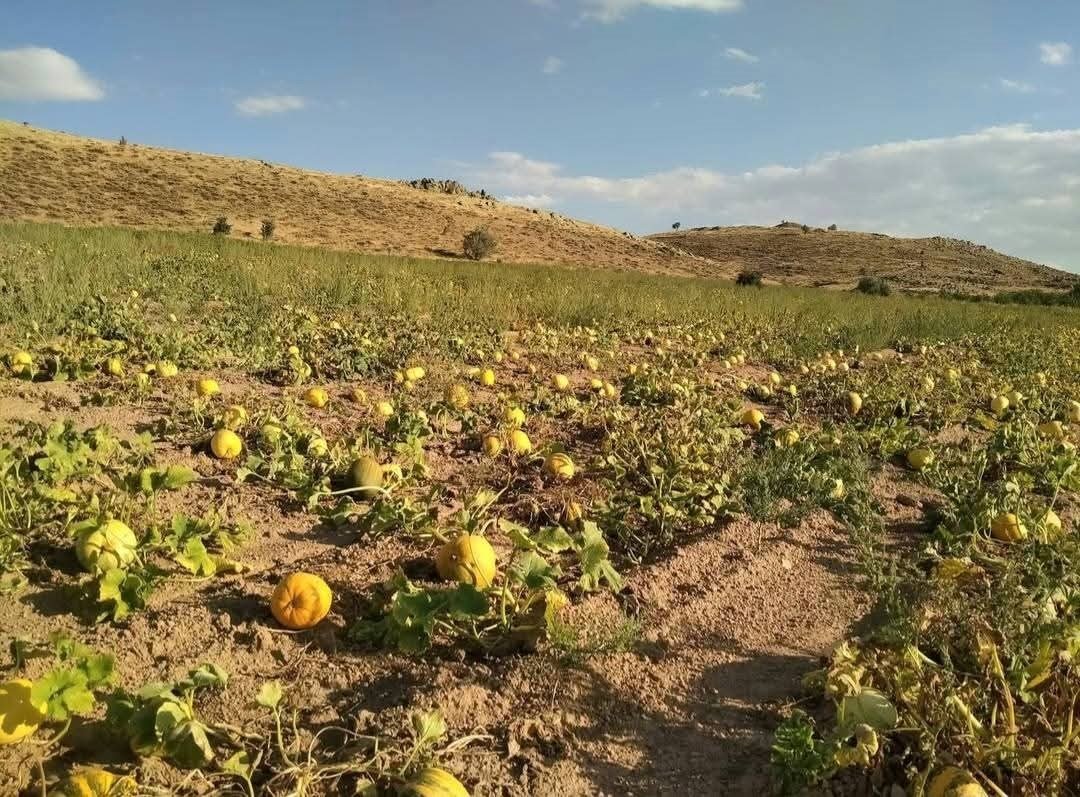 kabak-ureticileri-yagis-olmadigi-icin-dertli