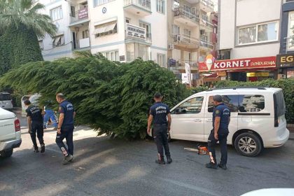 aydinda-agac-aracin-ustune-devrildi