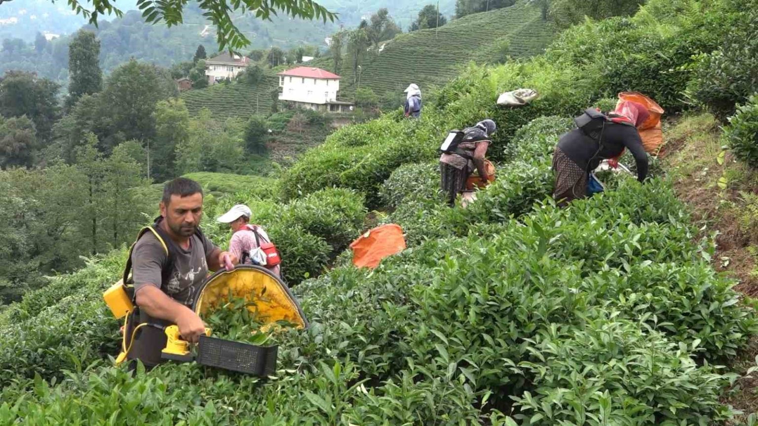 caykur-genel-muduru-alim-cay-ureticileri-de-magduriyetin-kendilerinden-oldugunun-farkinda