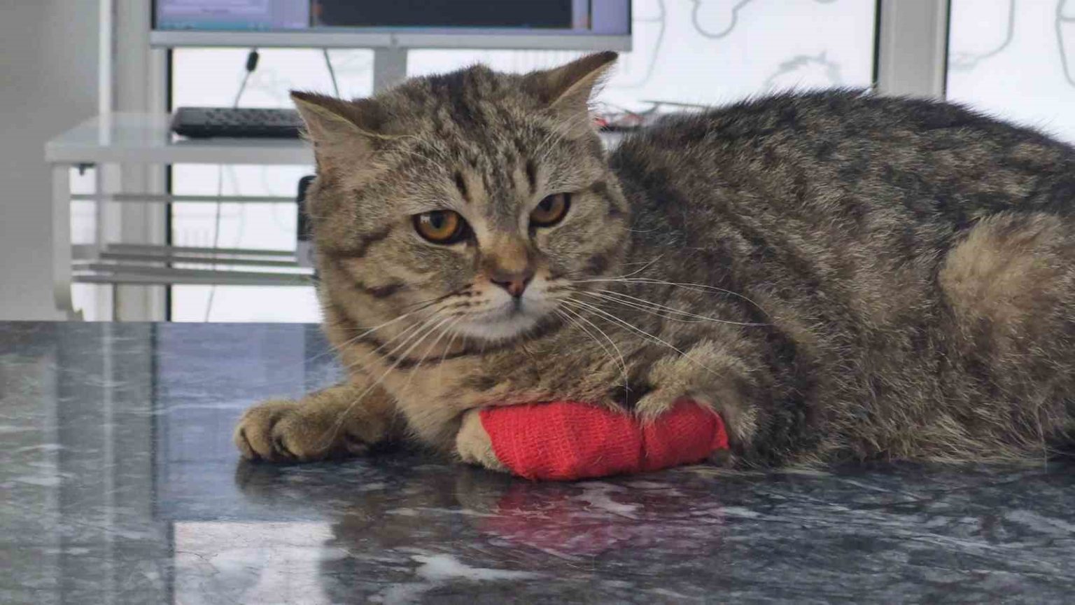 duzceden-4203-ton-kedi-kopek-mamasi-ihrac-edildi
