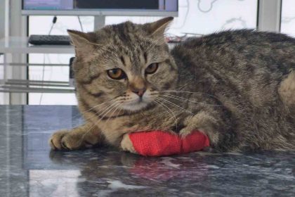 duzceden-4203-ton-kedi-kopek-mamasi-ihrac-edildi
