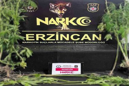 erzincanda-15-kok-kenevir-bitkisi-ele-gecirildi