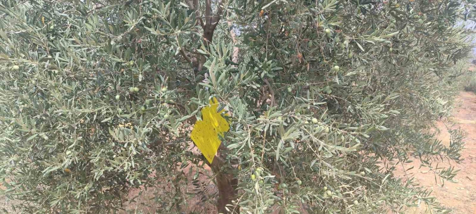 manisada-zeytin-sinegine-karsi-ilaclama-cagrisi