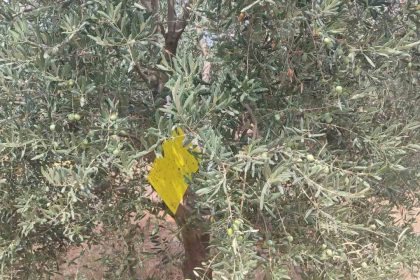 manisada-zeytin-sinegine-karsi-ilaclama-cagrisi