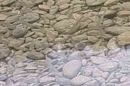 osmaniyede-yilanin-balik-avi-kamerada