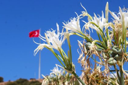 ekodosd-baskani-surucu-uyardi-kum-zambaklari-yok-olma-tehlikesiyle-karsi-karsiya