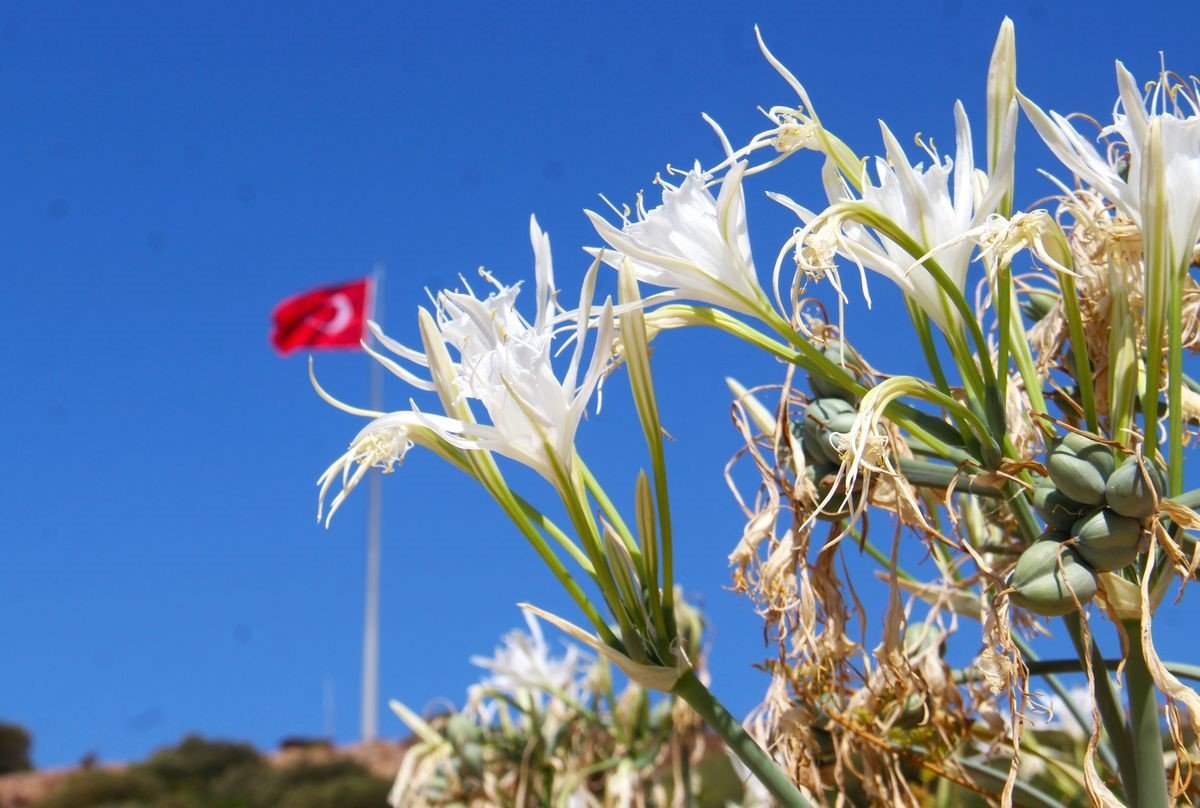 ekodosd-baskani-surucu-uyardi-kum-zambaklari-yok-olma-tehlikesiyle-karsi-karsiya