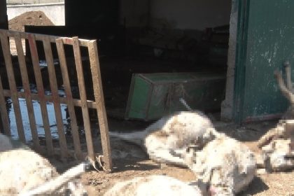 ankarada-sel-besi-ciftligini-vurdu-25-kucukbas-hayvan-telef-oldu
